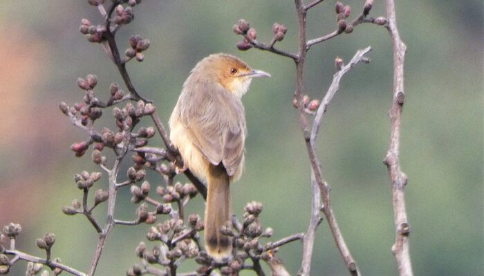 Red faced Cisticola on a 15 day Tanzania Birding or bird watching and wildlife safari