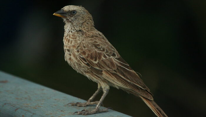 29 days Bird Watching Safari