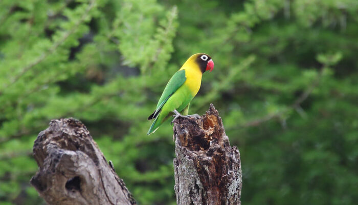 The Yellow Love Bird in 5 days Tanzania Bird Watching Safari