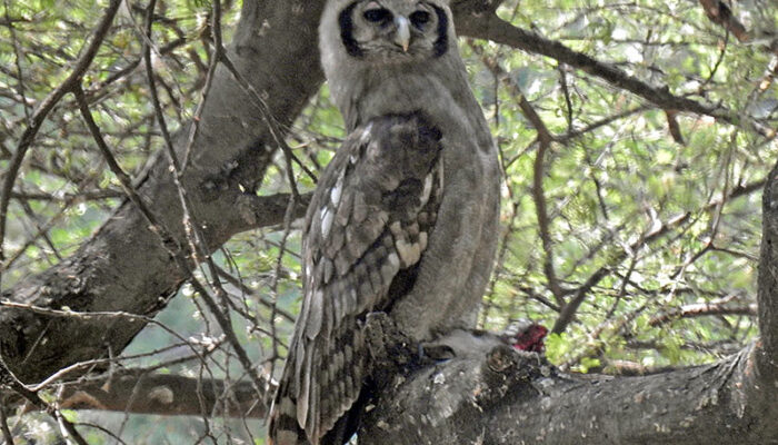 Verreaux's Eagle-Owl