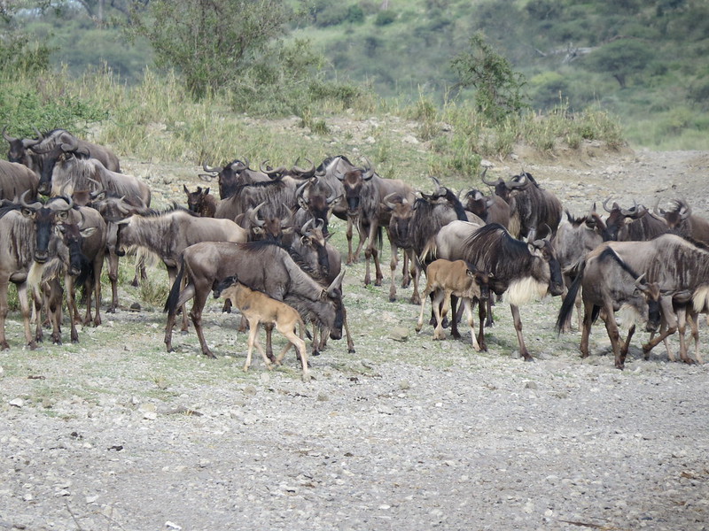 Wildebeest Migration Calving Season in Ndutu, Serengeti and Ngorongoro Conservation Area