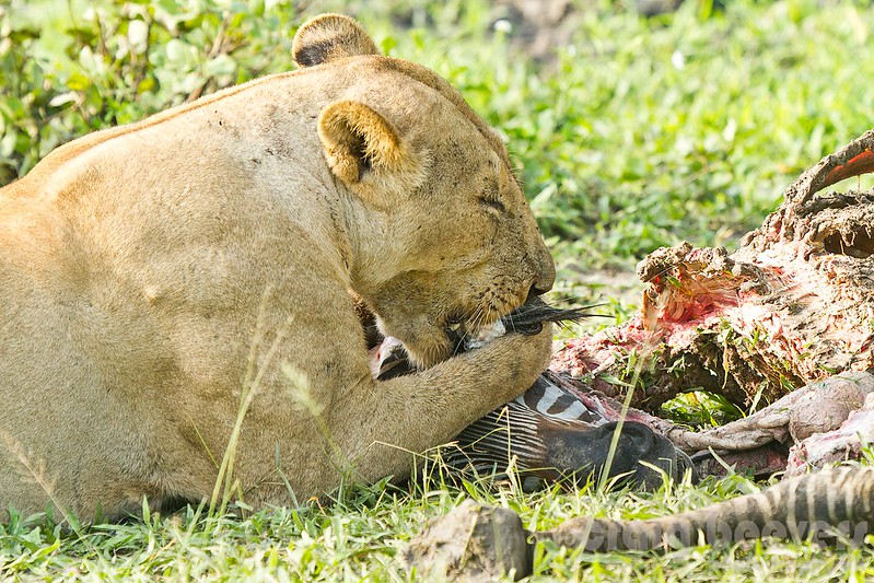 Sustainable Tanzania Safaris or Responsible Tourism