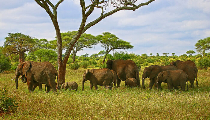 tarangire national park