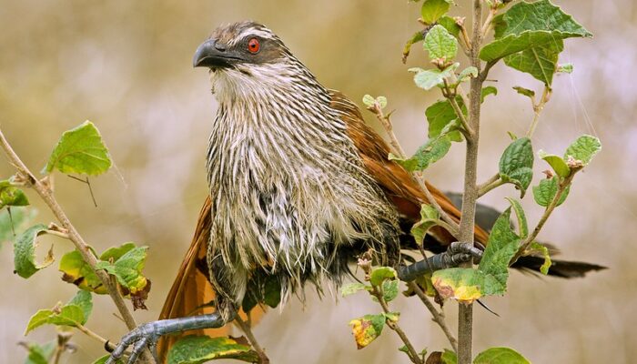 Tanzania Birdwatching or birding and wildlife safari