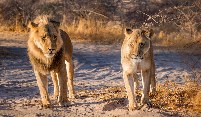 Central Kalahari Game Reserve - 12 Days Botswana Safaris