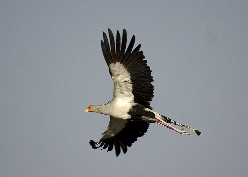 Central Kalahari Game Reserve - Botswana Reserve