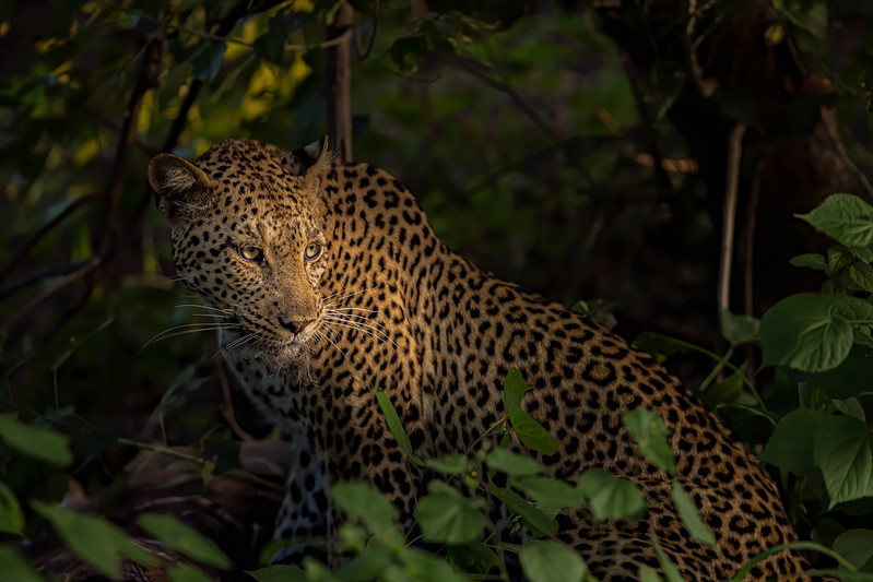 Mashatu Game Reserve sasaris botswana