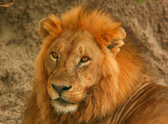 Moremi Game Reserve Lion on 8 days Botswana safari