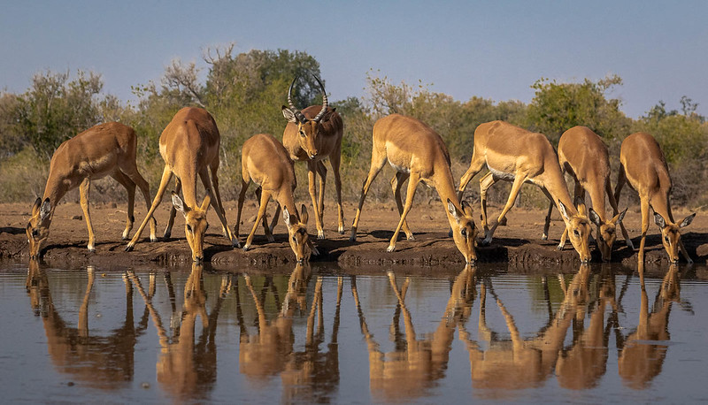 Northern Tuli Game Reserve-Botswana safaris