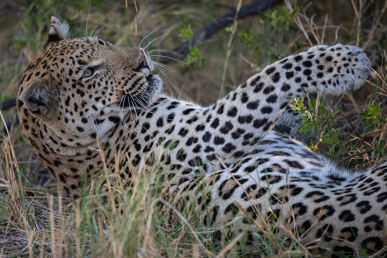 Selinda Reserve Botswana
