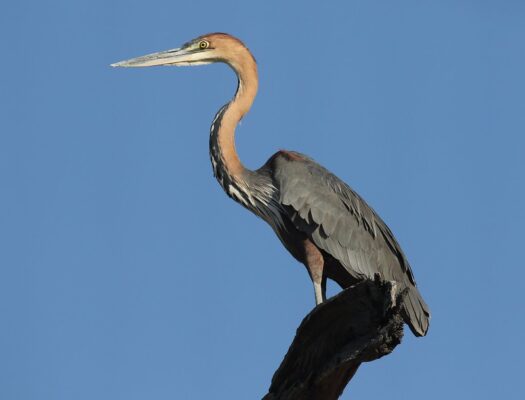 birding in Makgadikgadi Pans National Park safaris