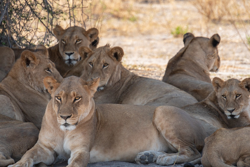 moremi national game reserve-botswana safaris