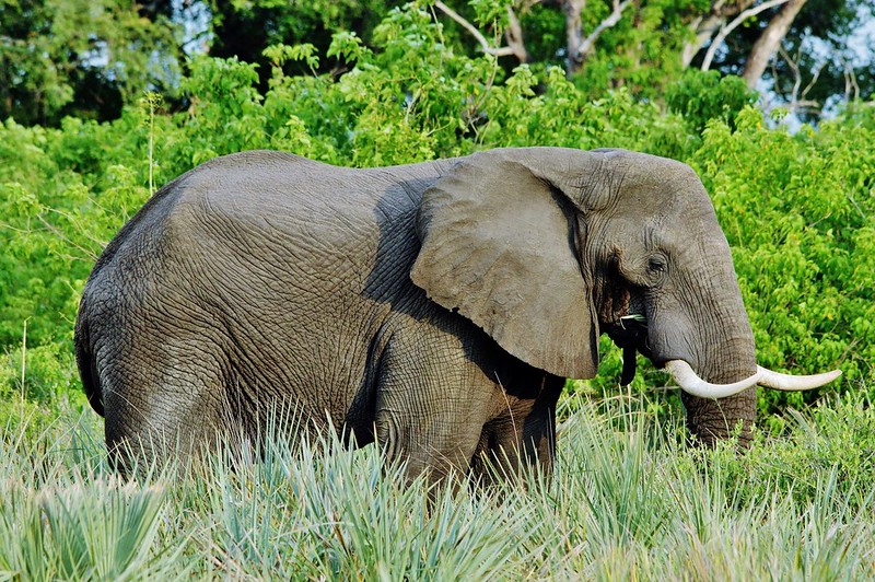 Wildlife in Linyanti Reserve - Botswana safaris