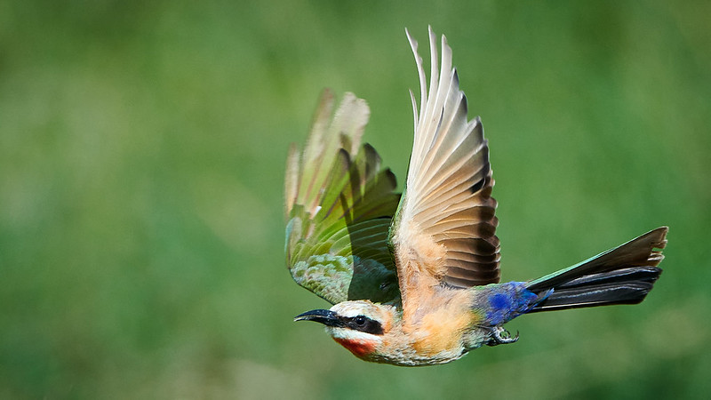 bird watching in Masai Mara-9 days Birding in Kenya safari