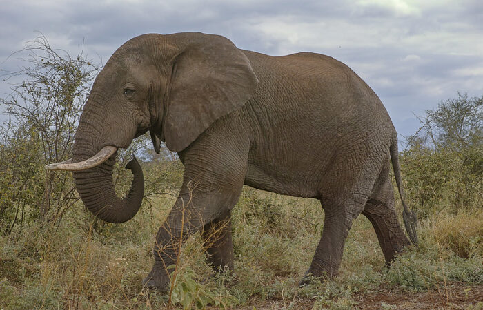 Meru National Park Elephant Meru National Park & Loisaba Conservancy Luxury Kenya safari
