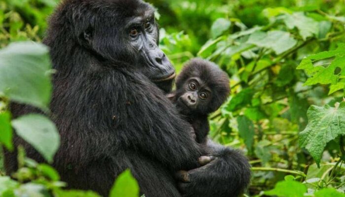 10 Days Fly in Rwanda Gorilla safari Package inerary