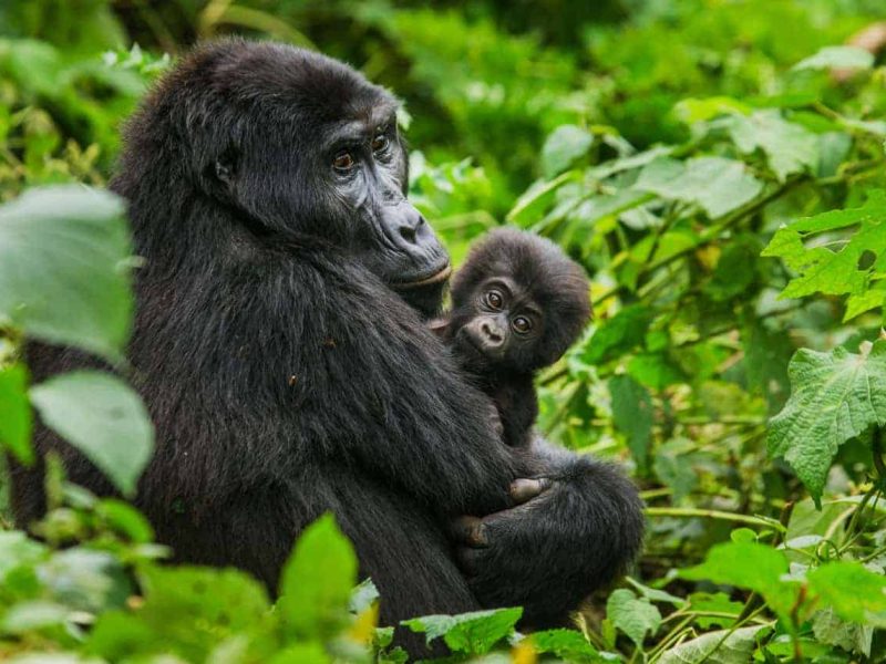 10 Days Fly in Rwanda Gorilla safari Package inerary