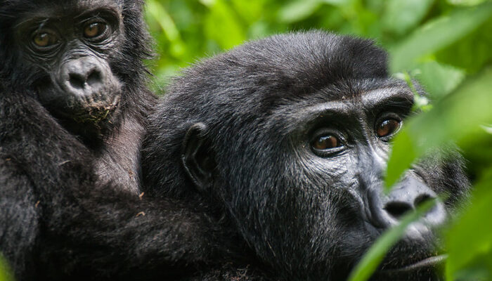 2 days gorilla trekking in Volcanoes National Park Rwanda
