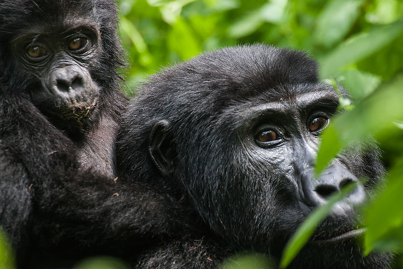2 days gorilla trekking in Volcanoes National Park Rwanda