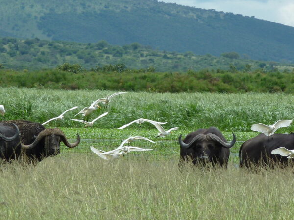 2 days Akagera National Park safari