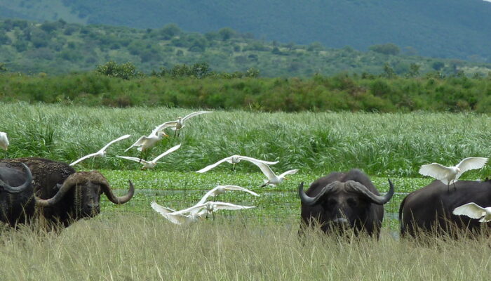 2 days Akagera National Park safari