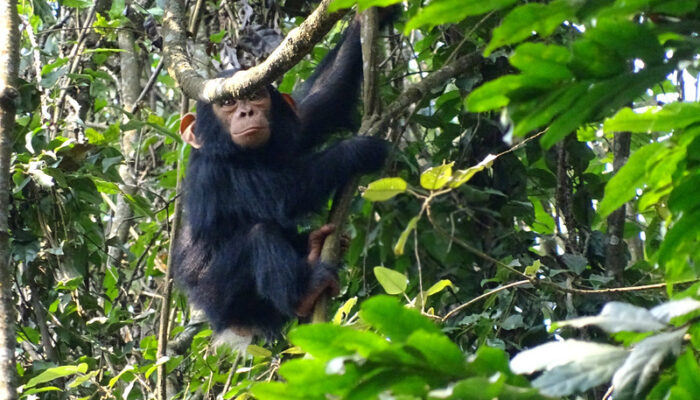 Nyungwe Forest national Park Uganda