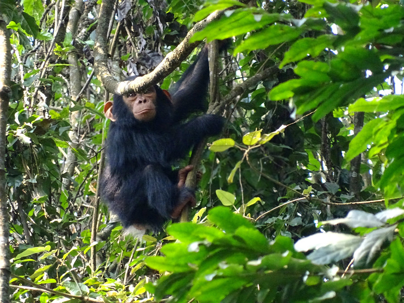 Nyungwe Forest national Park Uganda