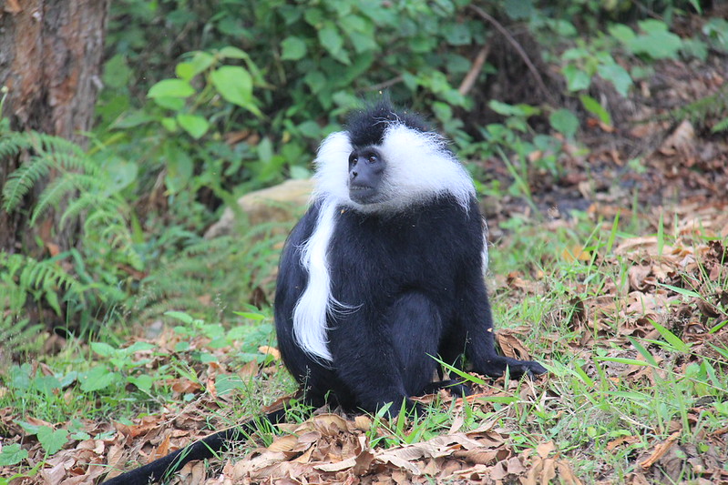 Colobus Monkey tracking drive to Nyungwe Forest-8 days Rwanda safari, gorilla trekking in Volcanoes National Park, Chimpanzee tracking in Volcanoes National Park, and Wildlife viewing watching in Rwanda, primate trekking