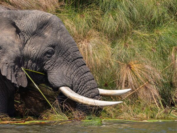 1 day Akagera national park wildlife safari