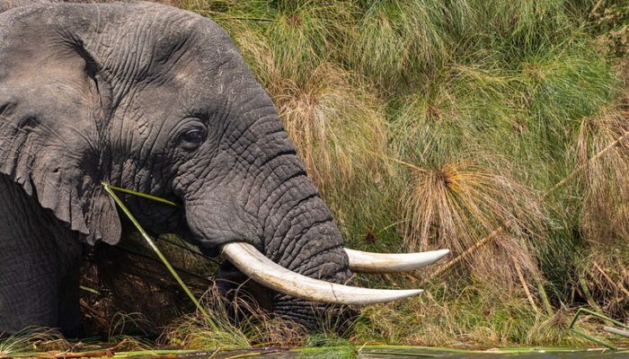 1 day Akagera national park wildlife safari