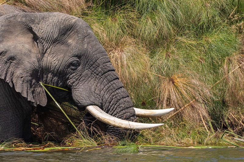 1 day Akagera national park wildlife safari