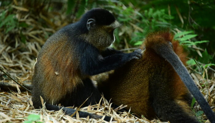 Golden Monkey Tracking