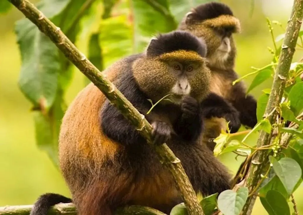 Golden Monkeys on a 10 days Rwanda Gorilla trekking