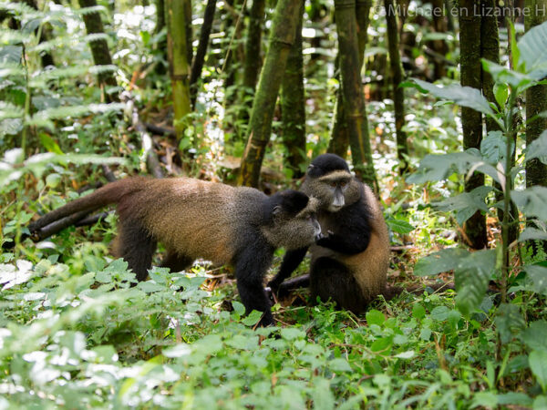 7 days Rwanda Primates & Wildlife safari for gorilla trekking in volcanoes National park, chimpanzee trekking in Volcanoes National Park and Akagera National Park safaris