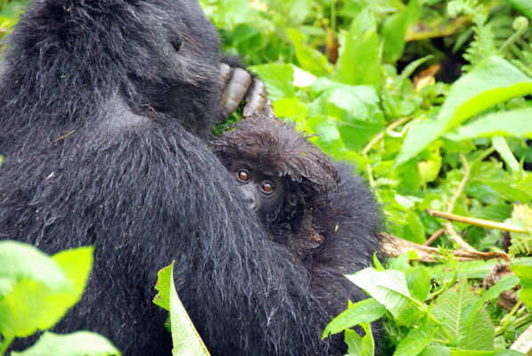 Short Rwanda Gorilla Trekking Safaris, tours, packages, itineraries, 1 day, 2 days, 3 days & 4 days