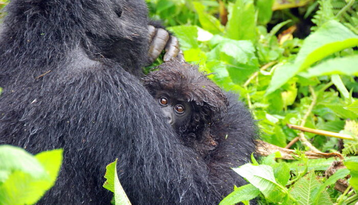 Short Rwanda Gorilla Trekking Safaris, Long tours, packages, itineraries, 1 day, 2 days, 3 days & 4 days