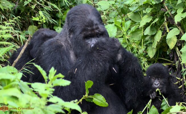Short Mountain Gorilla Trekking Safaris In Rwanda & Uganda, long tours, itineraries