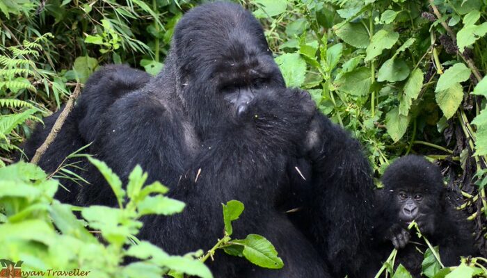 Short Mountain Gorilla Trekking Safaris In Rwanda & Uganda, long tours, itineraries