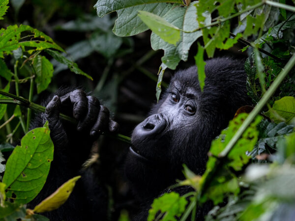 6 days Nyungwe Vs Akagera Vs Volcanoes Primates & wildlife safari to Volcanoes national Pak for gorilla trekking, Nyungwe National Park for chimpanzee tracking & Akagera National Park for wildlife viewing safaris 10 days big five primates