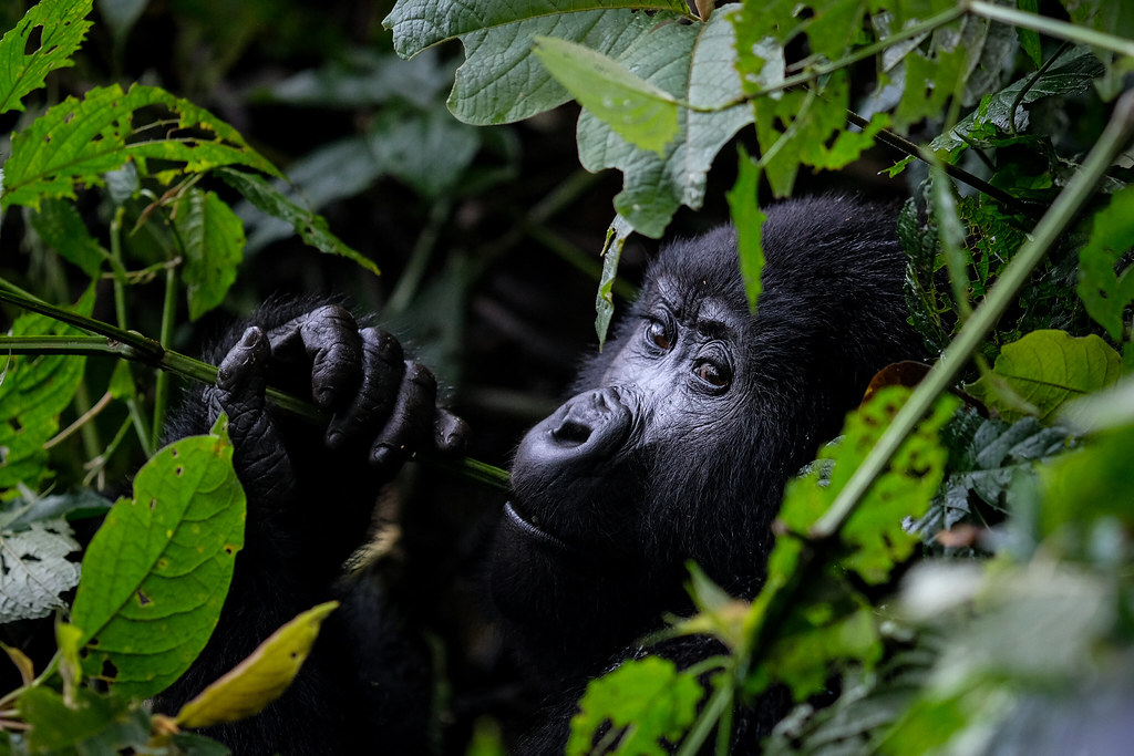 6 days Nyungwe Vs Akagera Vs Volcanoes Primates & wildlife safari to Volcanoes national Pak for gorilla trekking, Nyungwe National Park for chimpanzee tracking & Akagera National Park for wildlife viewing safaris