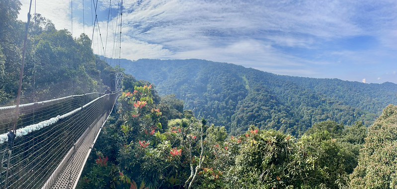 Canopy Walk In Nyungwe Forest National Park