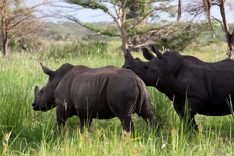 Rhino tracking at Ziwa Rhino Sanctuatry on a 10 days Uganda, Rwanda self drive safari