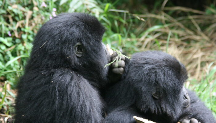 2 days Rwanda gorilla trekking short safaris