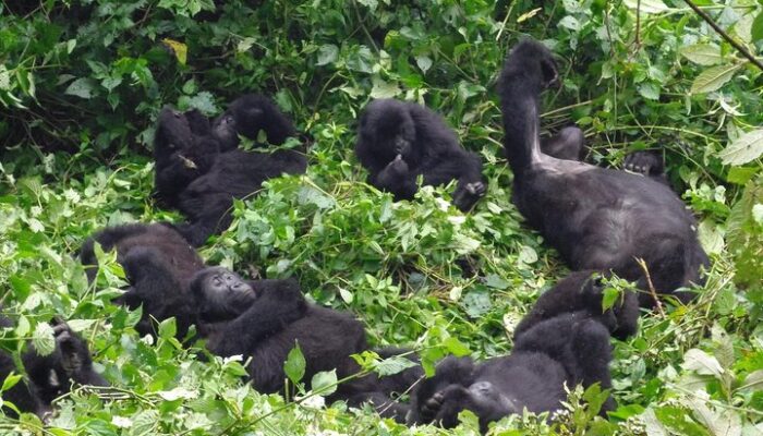 Rwanda Gorilla Trekking Africa, Congo, Uganda Safaris & Tours