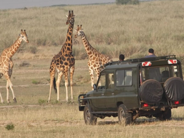 7 days, or 8 days or 9 days or 10 days Rwanda gorilla & Wildlife safari, primates, chimpanzees, Golden Monkey tracking