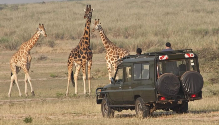 7 days, or 8 days or 9 days or 10 days Rwanda gorilla & Wildlife safari, primates, chimpanzees, Golden Monkey tracking