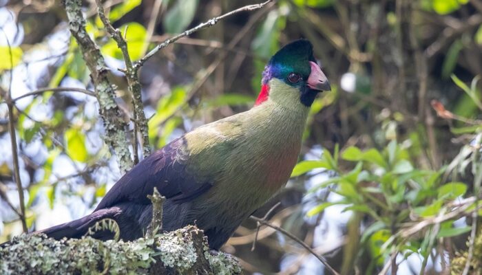 Wildlife Of Rwenzori Mountains National Park